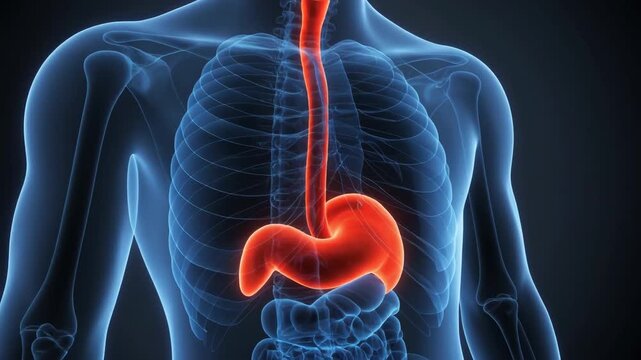 3D medical illustration highlighting inflamed stomach and esophagus inside human torso.