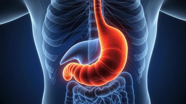 3D medical illustration highlighting the human stomach and esophagus glowing red within a blue X-ray skeletal body to depict inflammation or digestion.