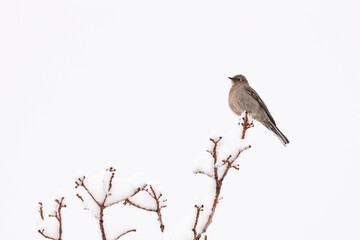 A Townsend's Solitaire perches on the highest branch of a winter bare snow covered tree with low white clouds behind it on a cold winter day in Southern Utah USA.