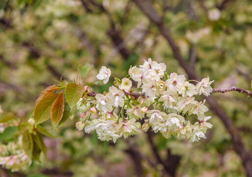 里桜」の写真素材 | 4,894件の無料イラスト画像 | Adobe Stock