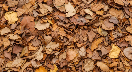 Autumnal Forest Floor Covered with Dry Fallen Leaves.