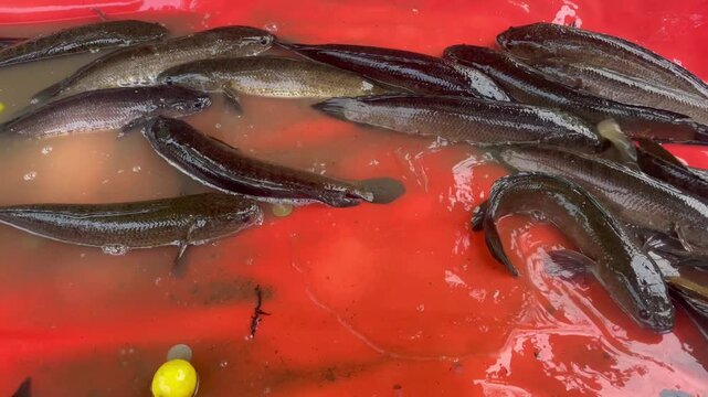 Fresh snake head murrel fish Catch in Red Container at Fish Farm or Market