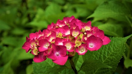 Fototapeta premium Soft pink hydrangea blossoms in full bloom, summer floral scene