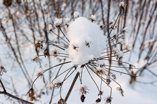Whimsical winter face of snow-dusted dried plant, a quirky natural wonder. Pareidolia in frosty landscape
