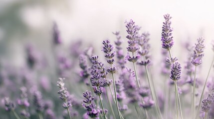 Obraz premium Lavender Flowers in Soft Focus with Light Background