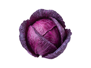 Obraz premium Fresh raw organic red purple cabbage head isolated on white background as a healthy vegetarian food ingredient for fresh salad nutrition