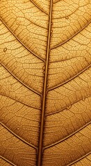 Obraz premium Detailed Close-Up of a Dried Leafs Veins and Texture.