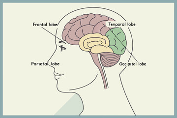 Obraz premium human brain anatomy