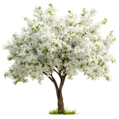 Fototapeta premium Beautiful blossoming tree, white flowers, nature, spring, isolated on transparent background