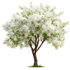 Fototapeta premium White flowering tree, nature, spring, blossom, isolated on transparent background