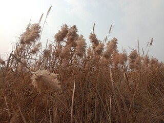 Phragmites australis flower head also known as common reed showing feathery brown inflorescence forming natural reed grass head pattern growing in wetland and riverbank habitat