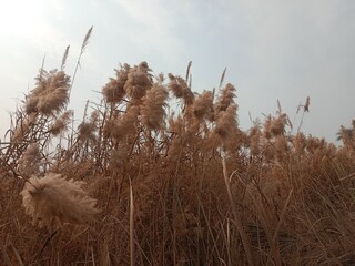 Phragmites australis flower head also known as common reed showing feathery brown inflorescence forming natural reed grass head pattern growing in wetland and riverbank habitat