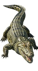 Fototapeta premium Detailed Crocodile Illustration with Textured Skin and Sharp Claws.