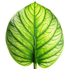 Green Houseplant Leaf With Visible Veins Isolated On Transparent Background