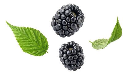 juicy blackberries with fresh green leaves on a transparent background, ideal for healthy snacks and summer berry themes. © Sarah