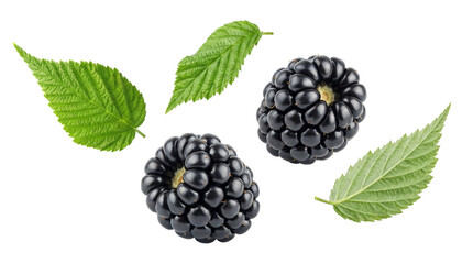 two ripe blackberries and two vibrant green leaves are artfully arranged against a dark, isolated background, symbolizing freshness and nature.