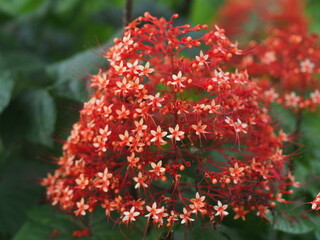 Fototapeta premium Cluster of bright red Ixora (West Indian Jasmine) flowers blooming beautifully in a tropical garden