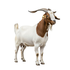 Goat with Curved Horns on White Background for Ramadan Eid Mubarak Celebrations
