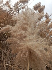 Phragmites australis flower head also known as common reed showing feathery brown inflorescence forming natural reed grass head pattern growing in wetland and riverbank habitat