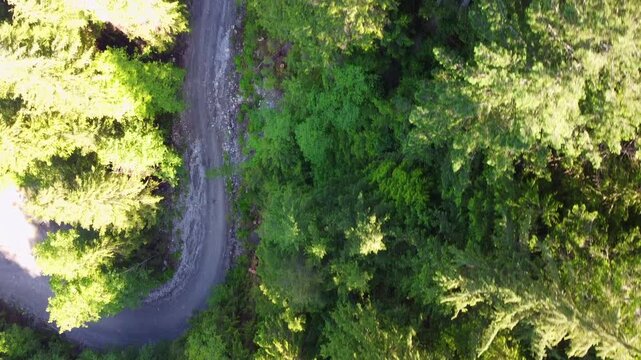 Aerial overhead view on a twisty gravel road in the forest surround by a lush green pacific northwest forest