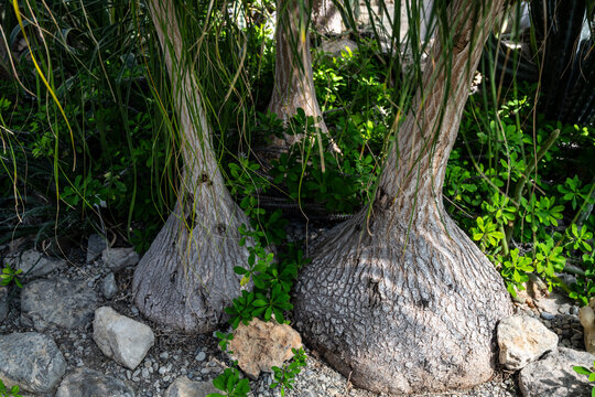 Examining diverse plant structures in nature, Tranquil subtropical setting showcasing hardy trees with rugged bases and lush foliage