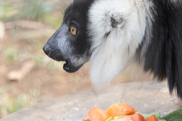 Fototapeta premium エリマキキツネザル