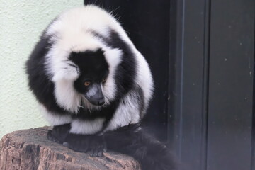 Fototapeta premium エリマキキツネザル