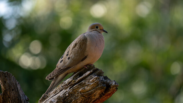 mourning dove