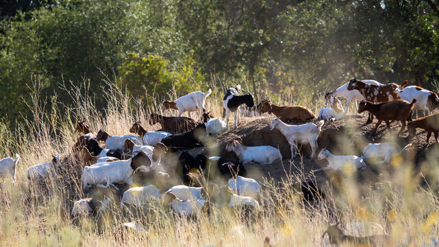 grazing goats 