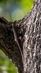 lizard on a tree