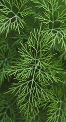 Close-up of Fresh Dill Herb - Aromatic and Vibrant Greenery.