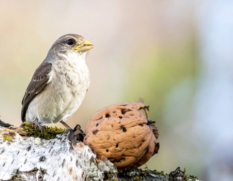 Small bird perches beside a large nut on lichened branch against a muted bokeh background