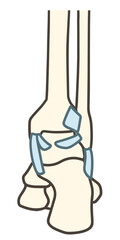足関節の後面と靱帯