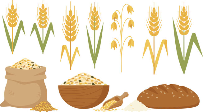 Wheat and Grain Food Illustration Set Featuring Wheat Stalks, Rice, Flour, and Bread in Flat Vector Style