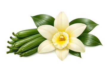 Vanilla flower with fresh green pods and leaves, natural organic aroma and flavor ingredient