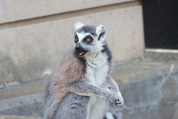 Fototapeta premium ワオキツネザル