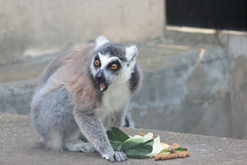 Fototapeta premium ワオキツネザル
