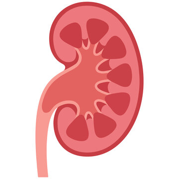 Kidney Cross Section Flat Vector Illustration PNG