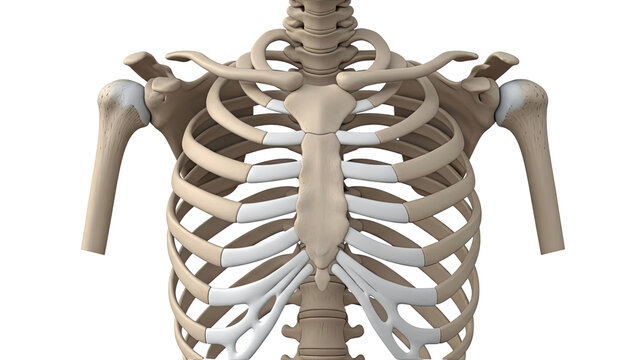 Anatomical 3D rendering of the human rib cage and shoulder joints