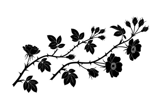 Wild rose branch silhouettes with buds and leaves isolated on white background botanical vector