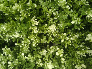 Obraz premium A full frame of plastic plant texture