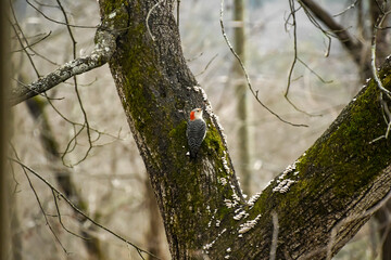 Birds in January in Birmingham, Alabama - Red-bellied Woodpecker