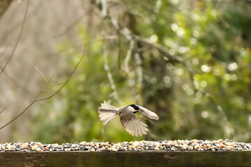 Birds in January in Birmingham, Alabama - Chickadee