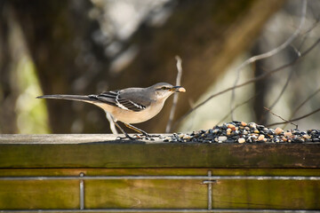 Birds in January in Birmingham, Alabama - Mockingbird