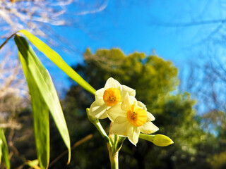 鮮やかなスイセン