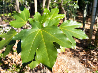 光り輝くカクレミノ