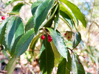 色鮮やかなヤブコウジ