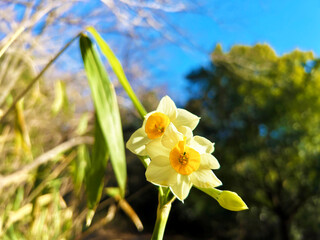 青空とスイセン