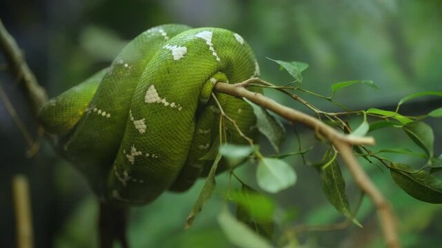 emerald tree boa sitting curled up on a branch