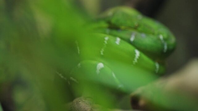 Emerald tree boa sitting curled up on a branch with its eyes open, with tree branches in the foreground